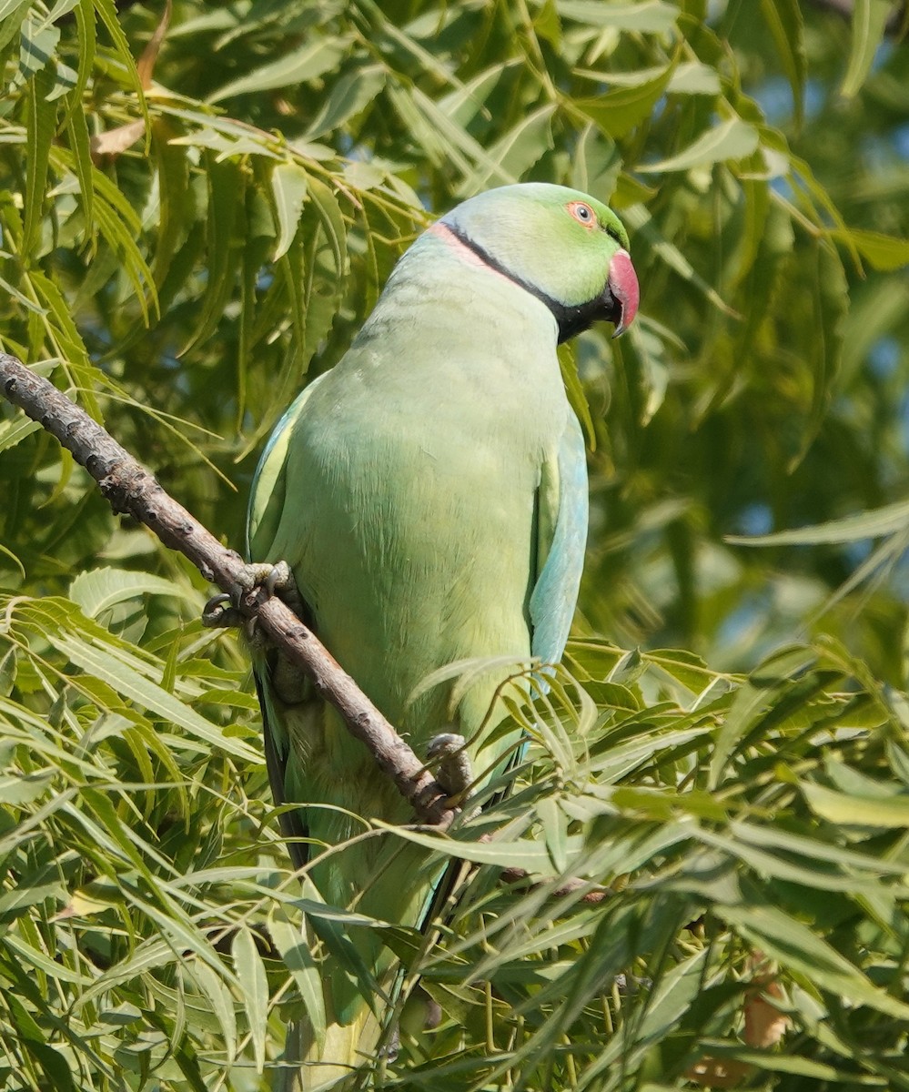 Rose-ringed Parakeet - ML646578671