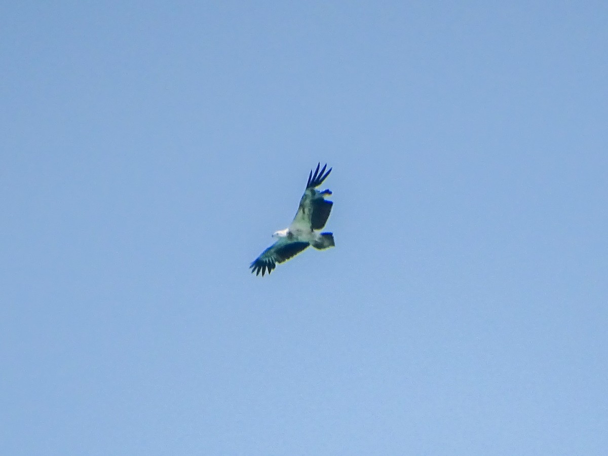 Белобрюхий орлан - ML646578674