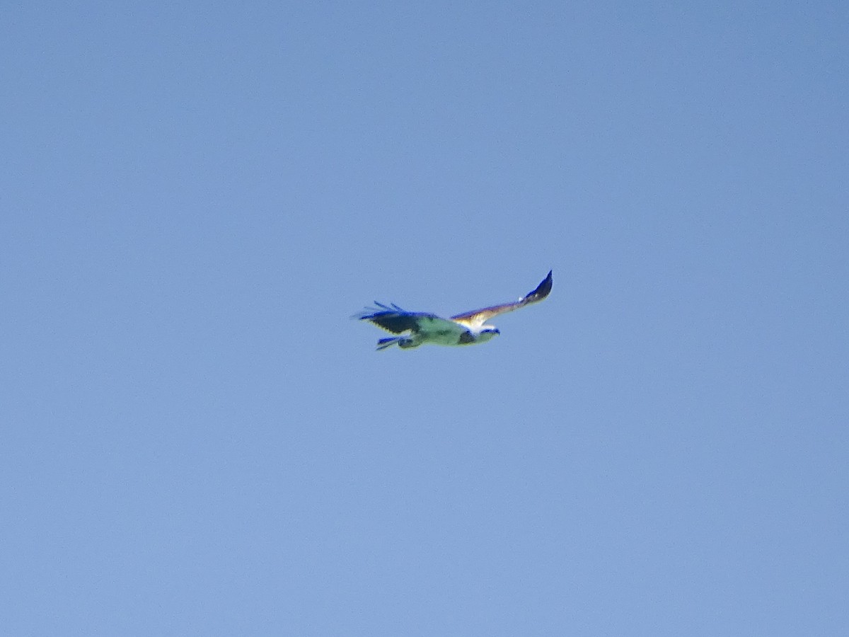 Белобрюхий орлан - ML646578676