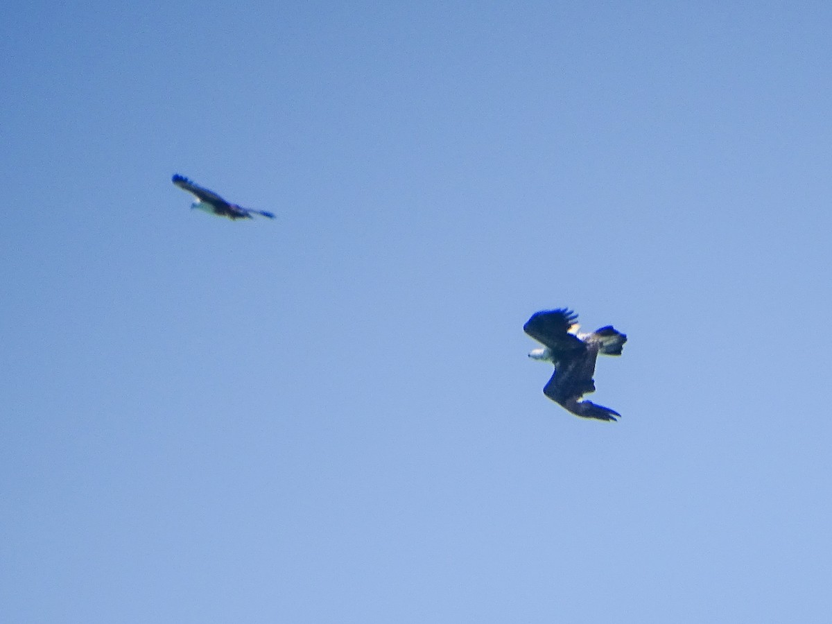 Белобрюхий орлан - ML646578677