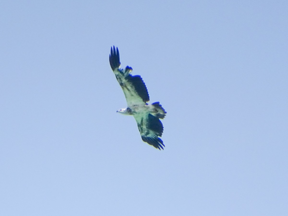 Белобрюхий орлан - ML646578678