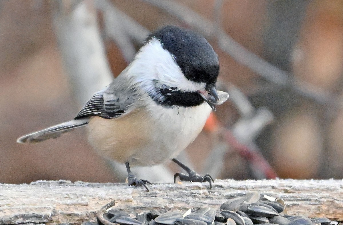 Black-capped Chickadee - ML646578681