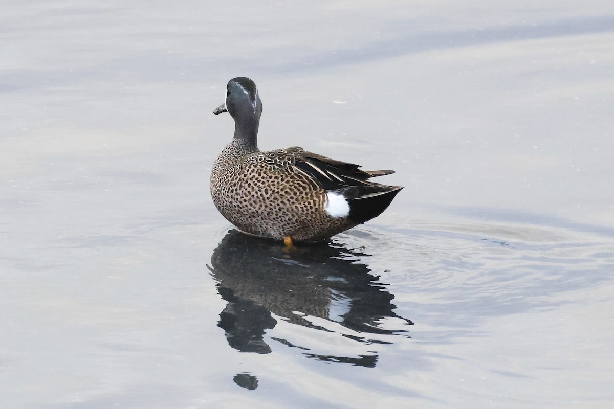 Синекрылый чирок - ML646578684