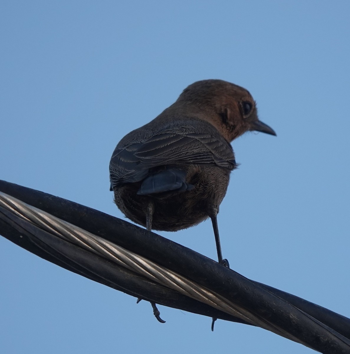 Brown Rock Chat - ML646578685