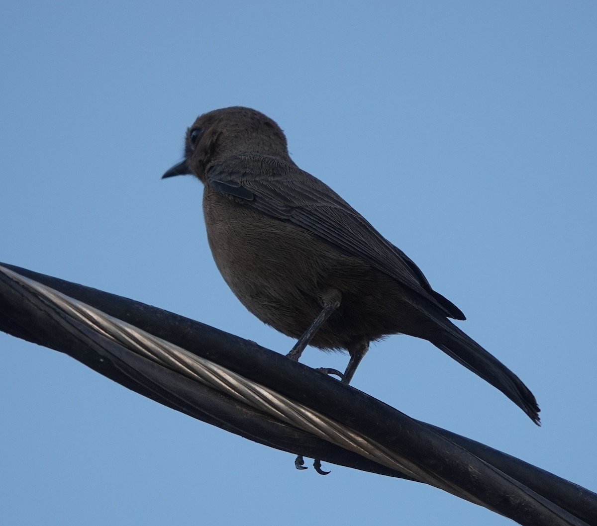 Brown Rock Chat - ML646578686
