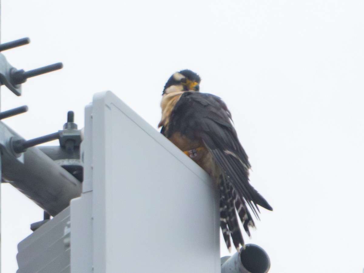 Aplomado Falcon - ML646578687