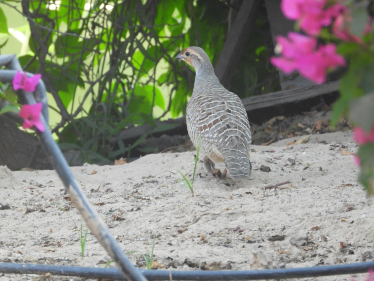 Gray Francolin - ML646578688