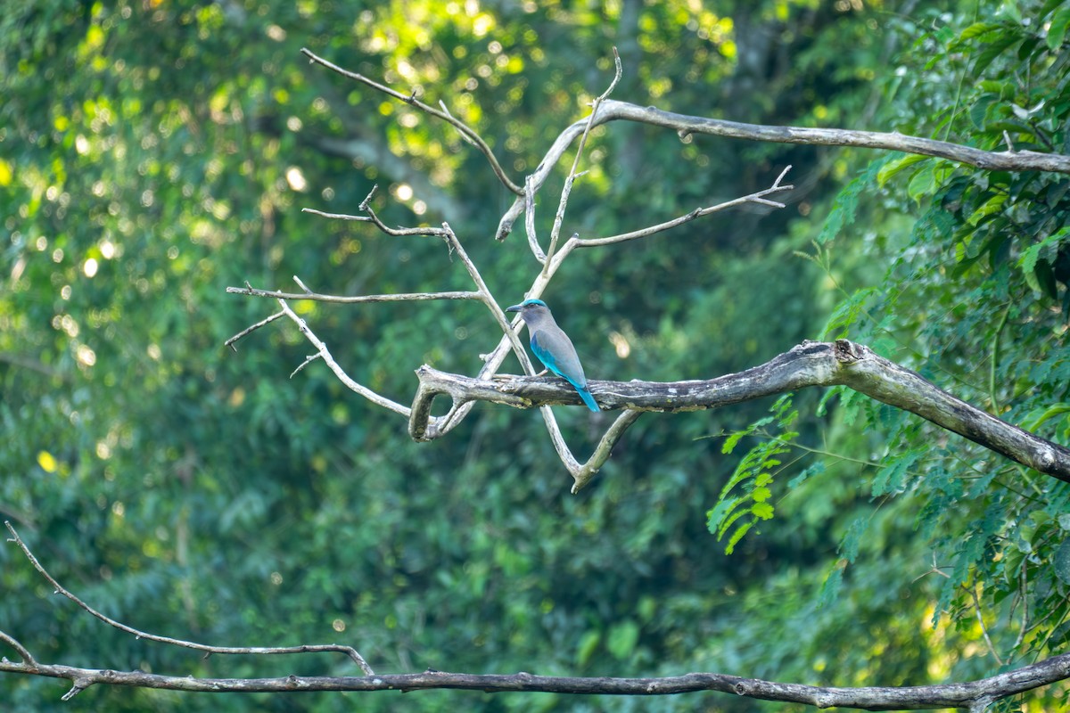 Indochinese Roller - ML646578690