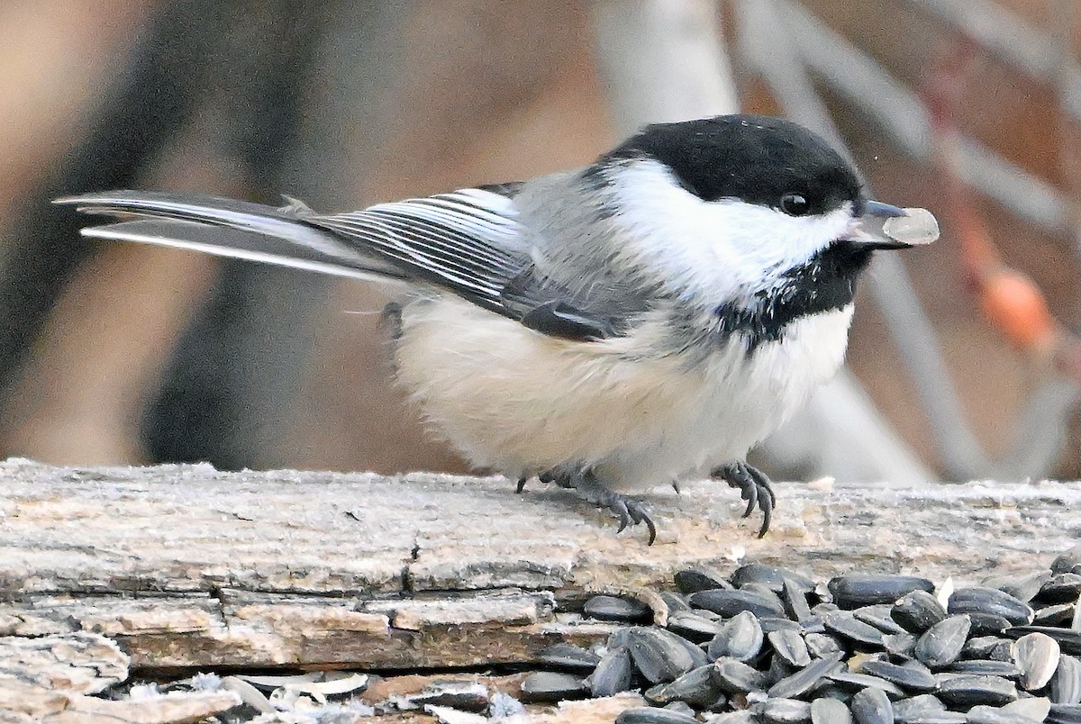 Black-capped Chickadee - ML646578692