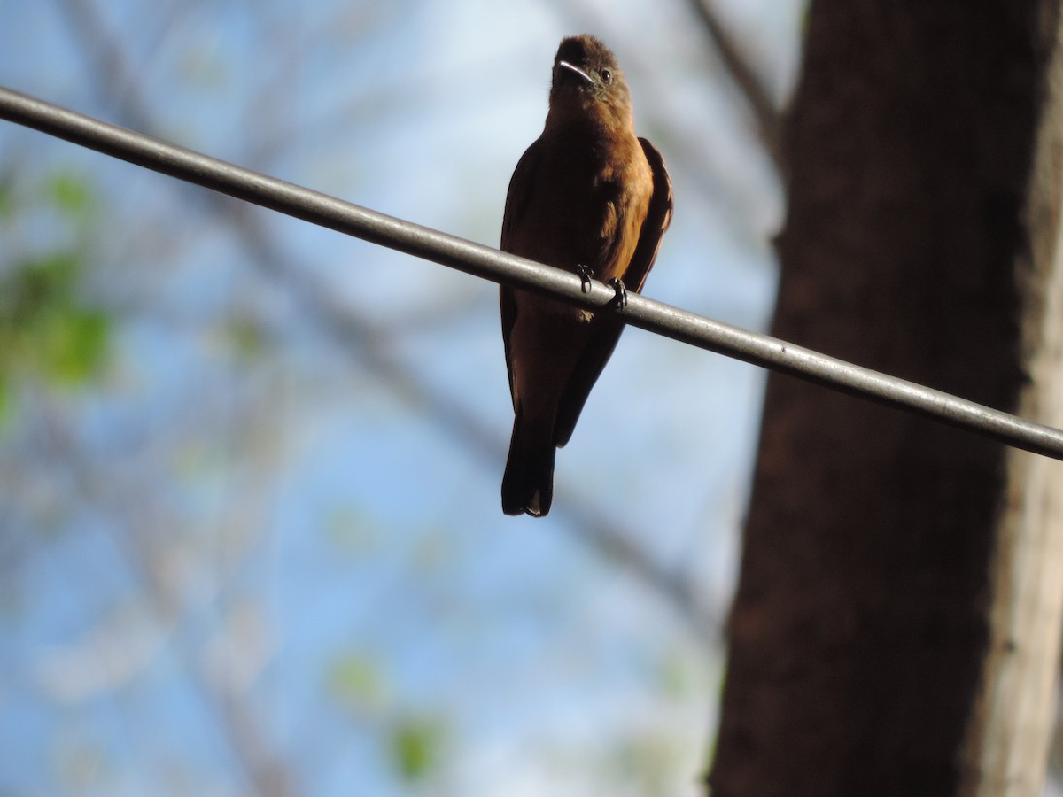 Cliff Flycatcher - ML646578696
