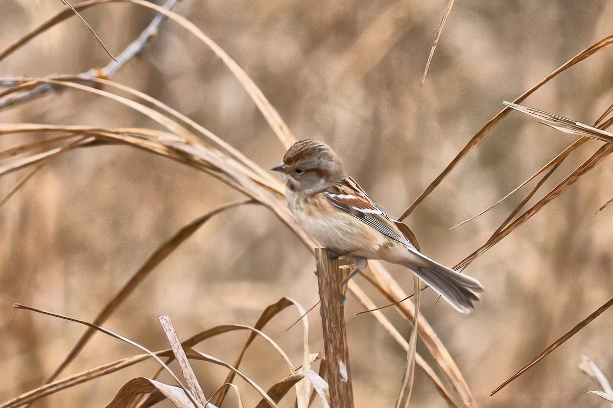 American Tree Sparrow - ML646578697