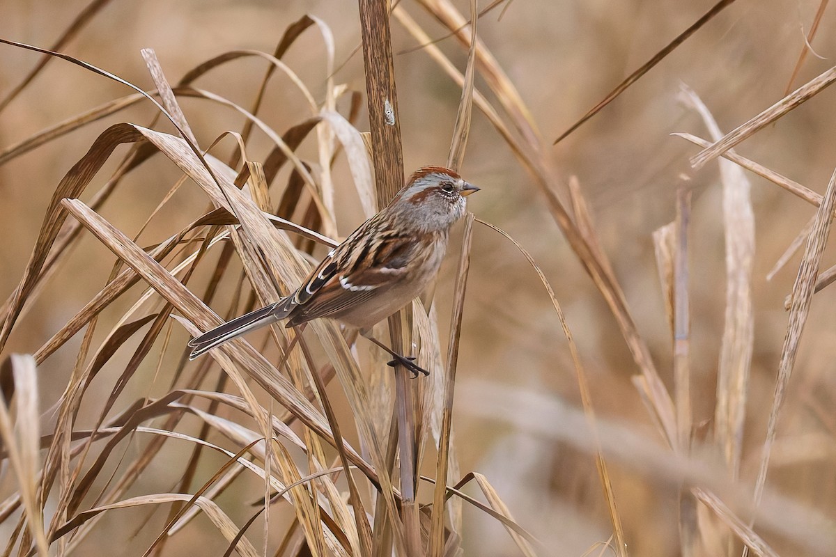 American Tree Sparrow - ML646578698