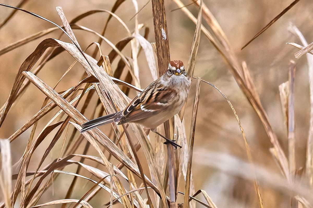 American Tree Sparrow - ML646578699