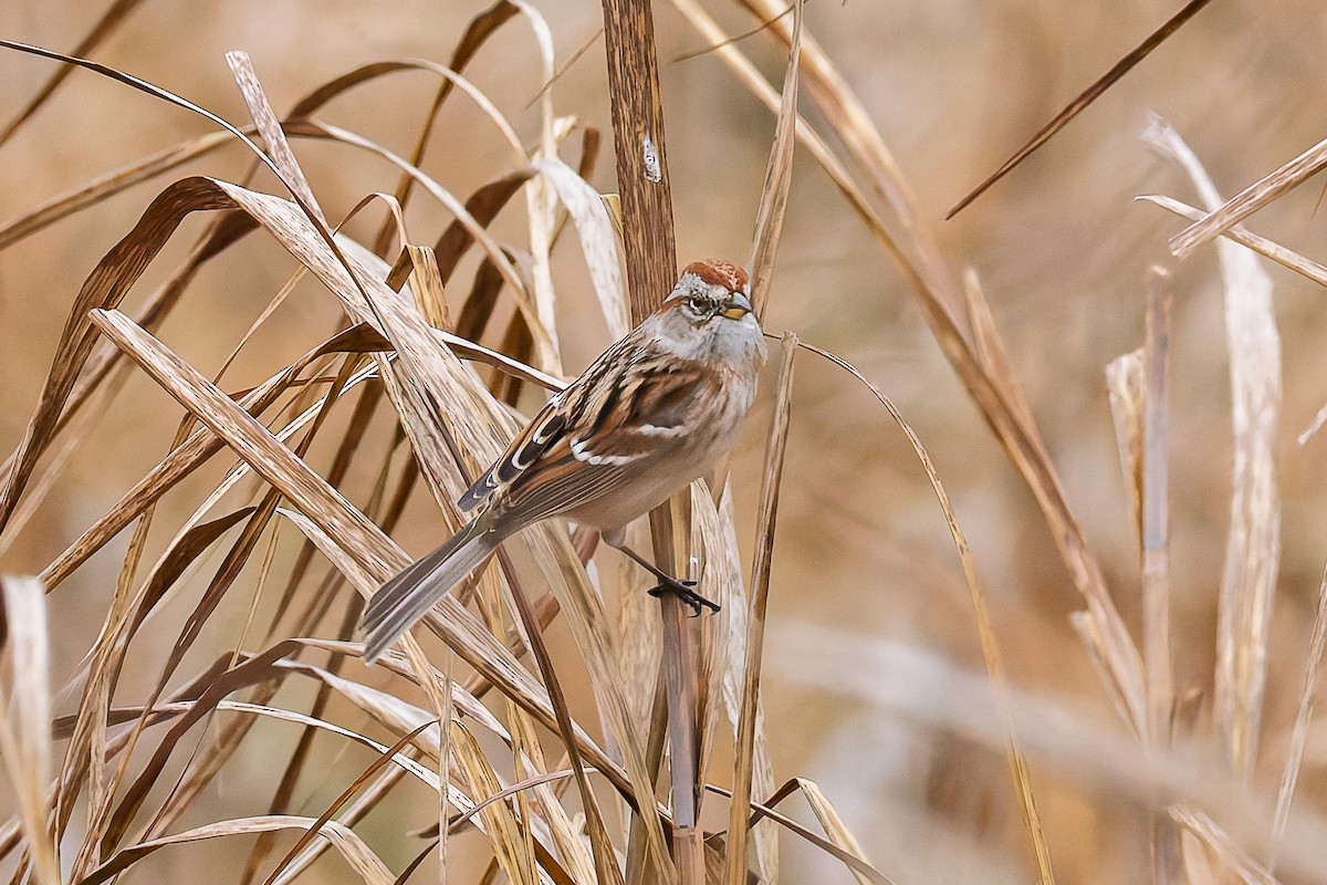 American Tree Sparrow - ML646578700