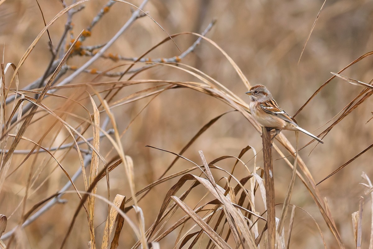 American Tree Sparrow - ML646578701