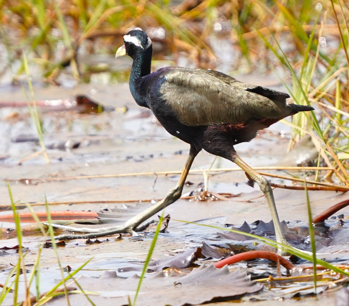 Bronze-winged Jacana - ML646578702