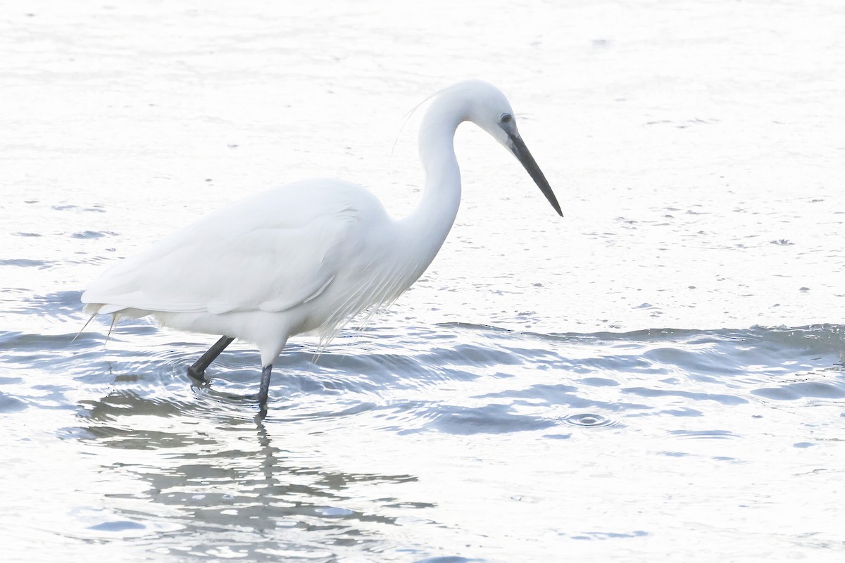 Little Egret - ML646578703