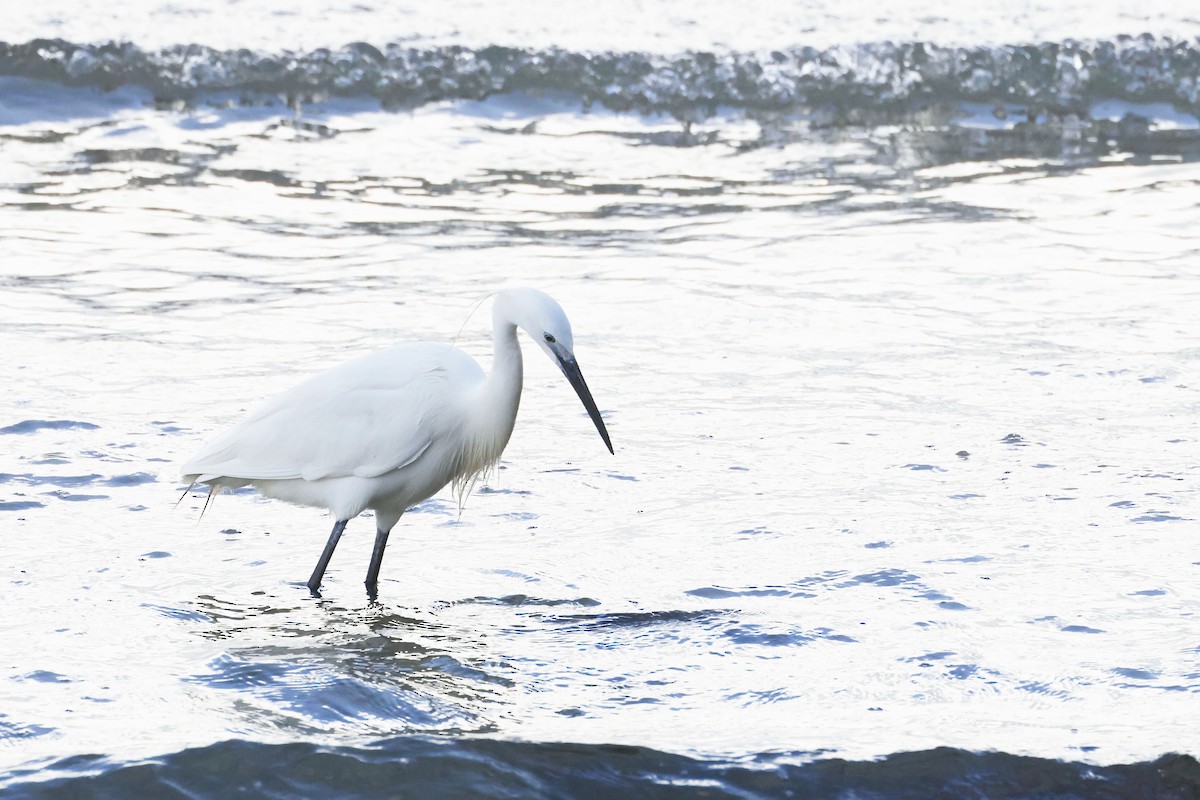 Little Egret - ML646578704