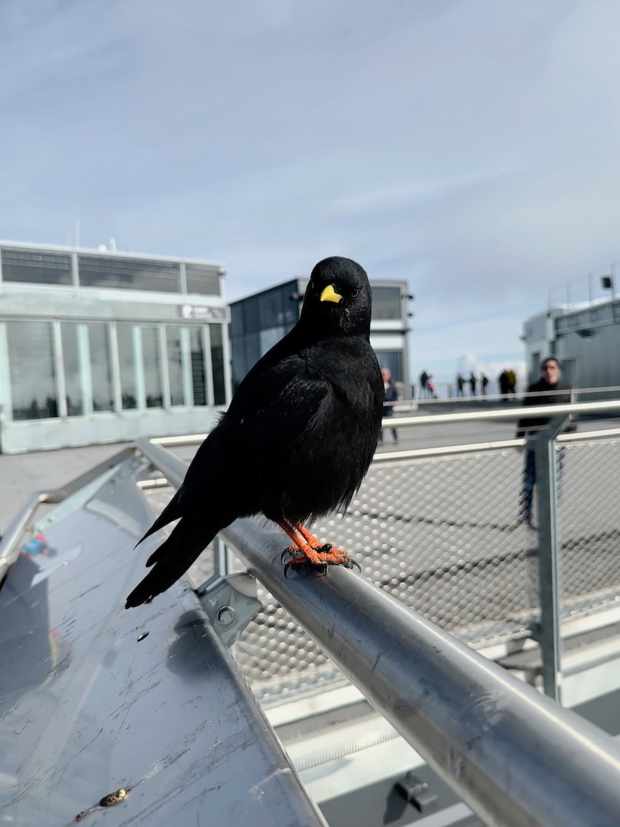 Yellow-billed Chough - ML646578705