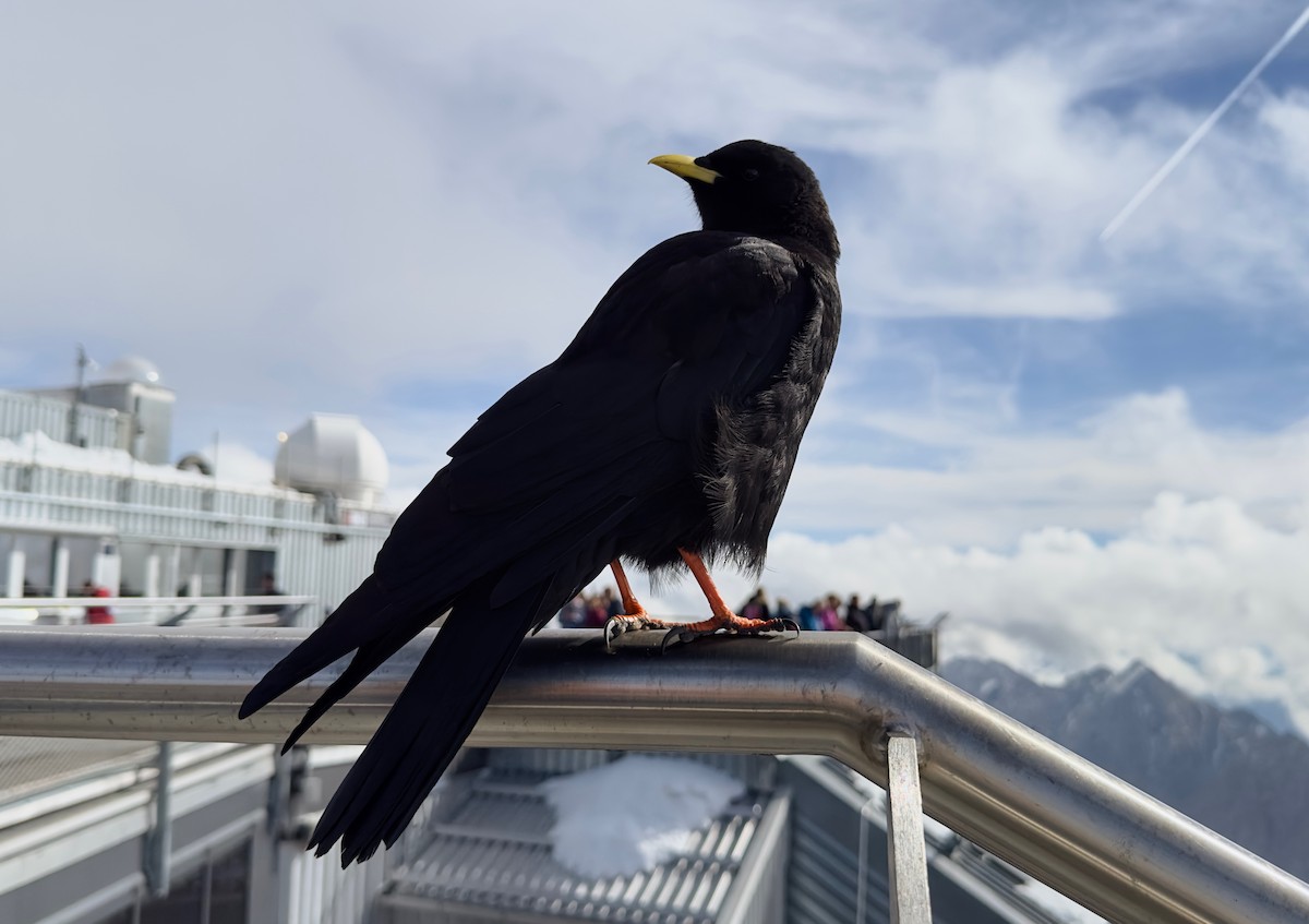 Yellow-billed Chough - ML646578706