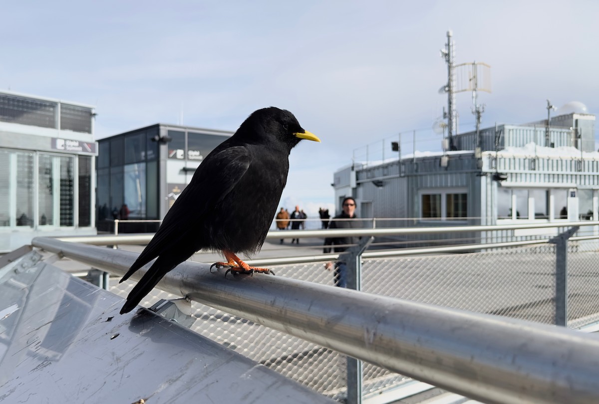 Yellow-billed Chough - ML646578707