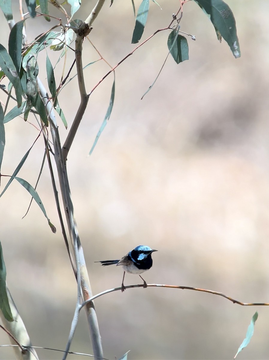 Superb Fairywren - ML646578708