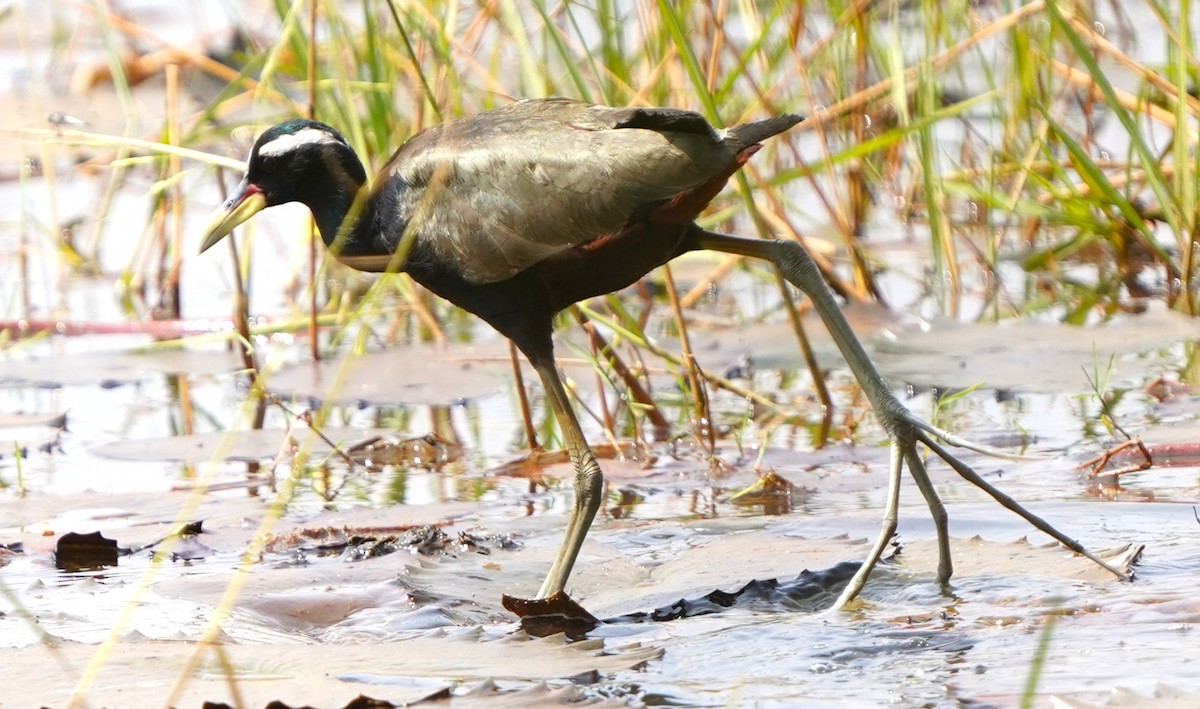 Bronze-winged Jacana - ML646578710