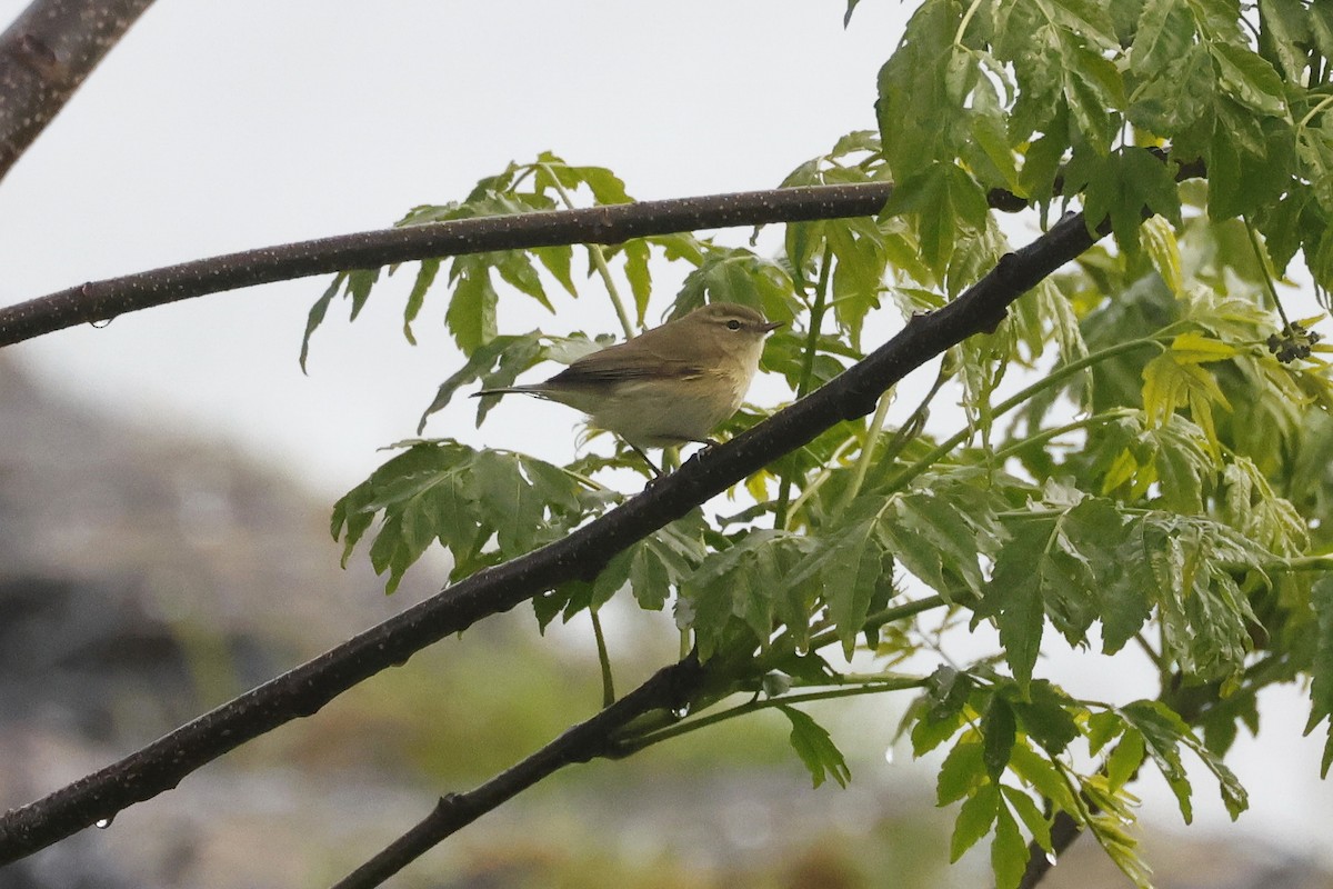 Common Chiffchaff - ML646578711