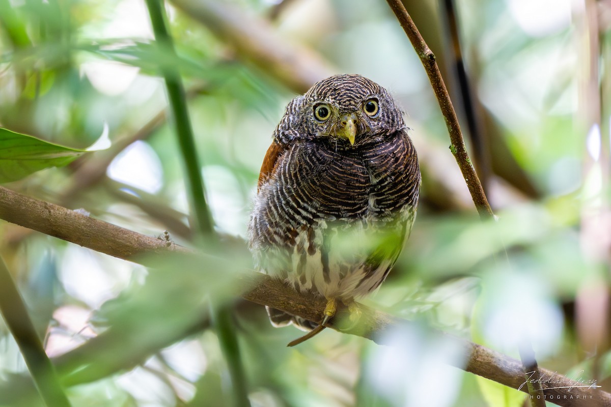 Chestnut-backed Owlet - ML646578712
