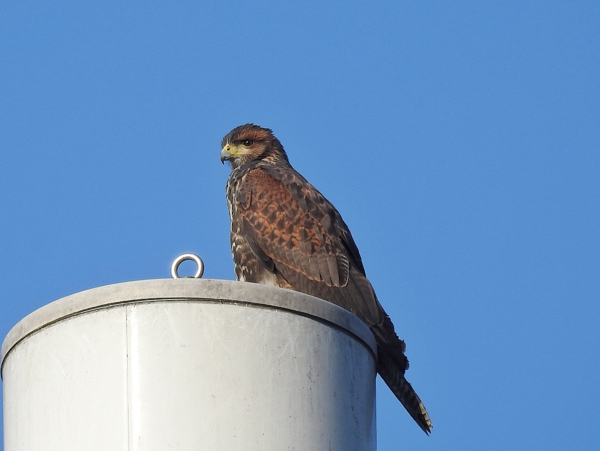 Harris's Hawk - ML646578713