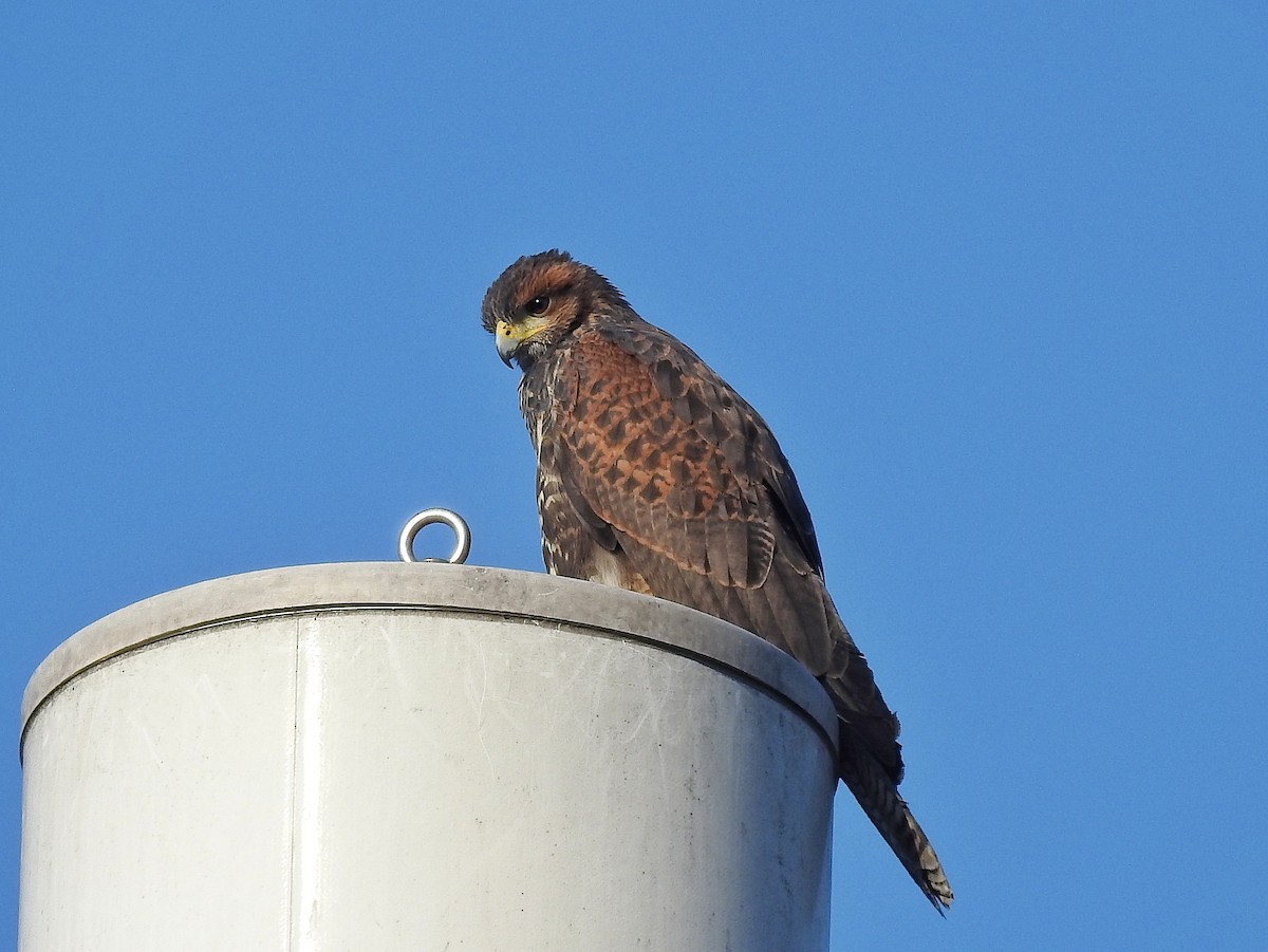 Harris's Hawk - ML646578714