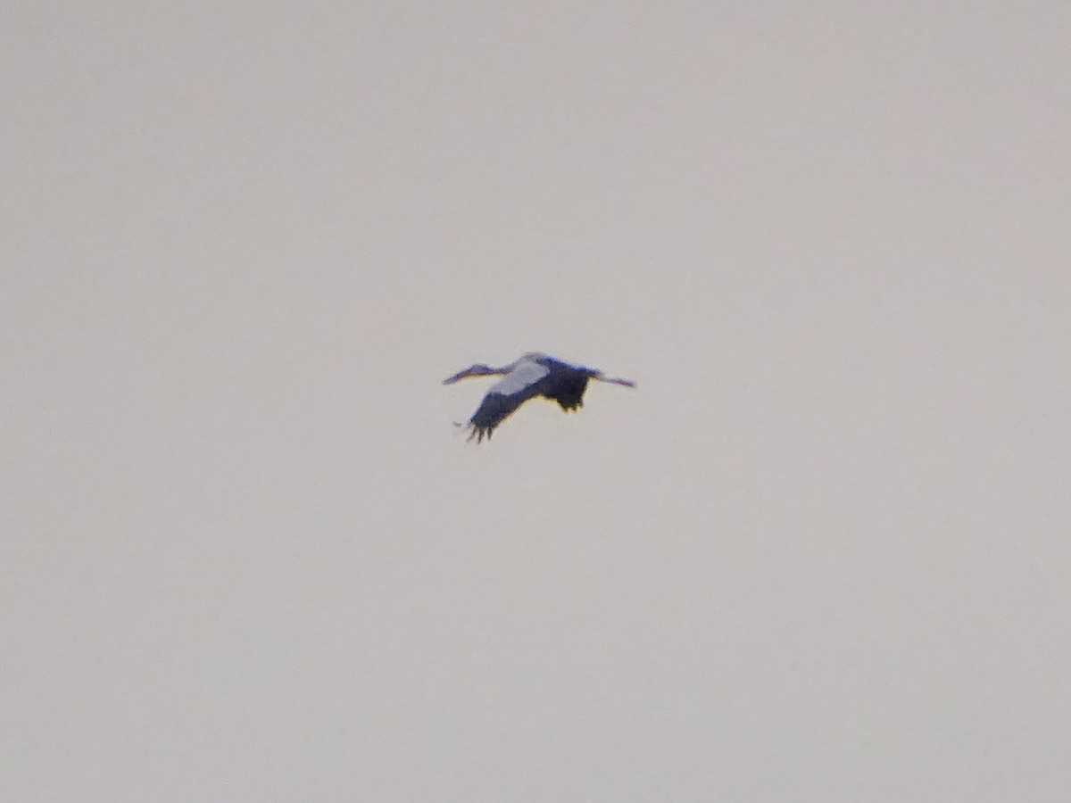 Asian Openbill - ML646578715