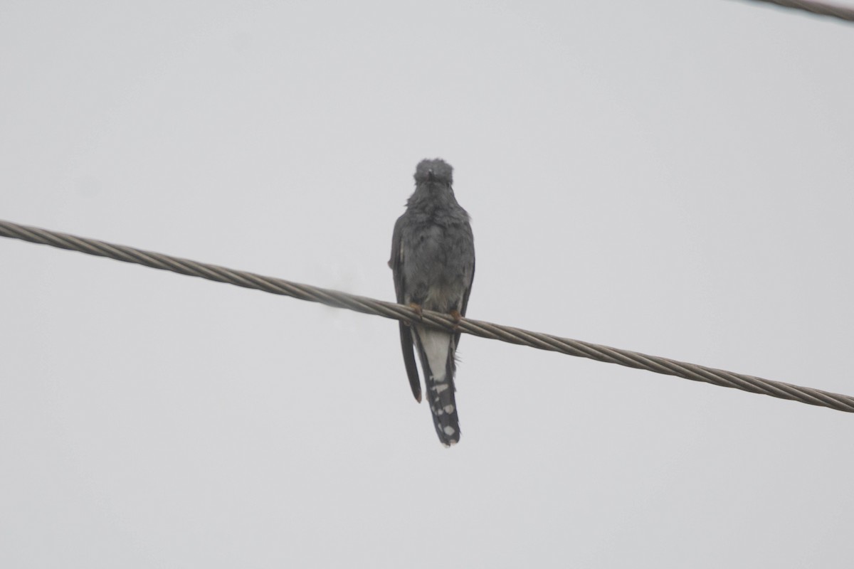 Gray-bellied Cuckoo - ML646578716