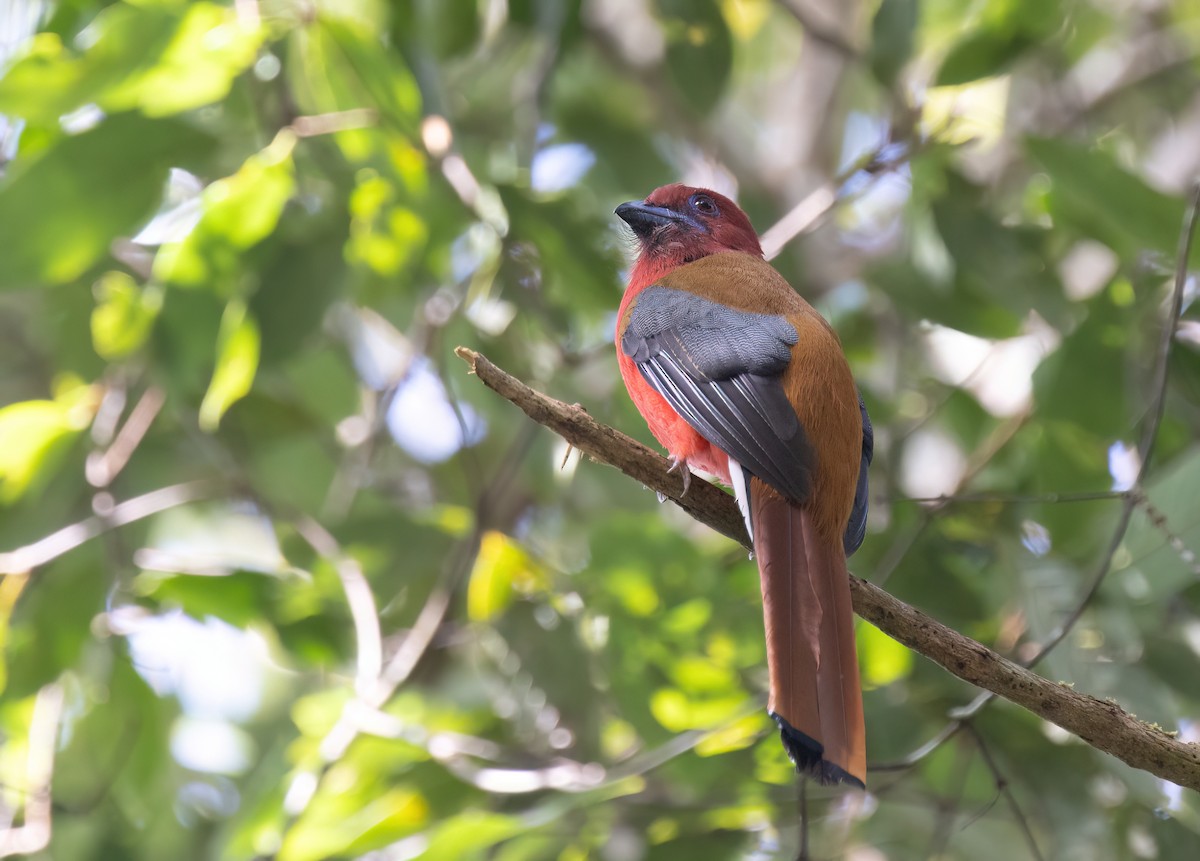 Red-headed Trogon - ML646578717