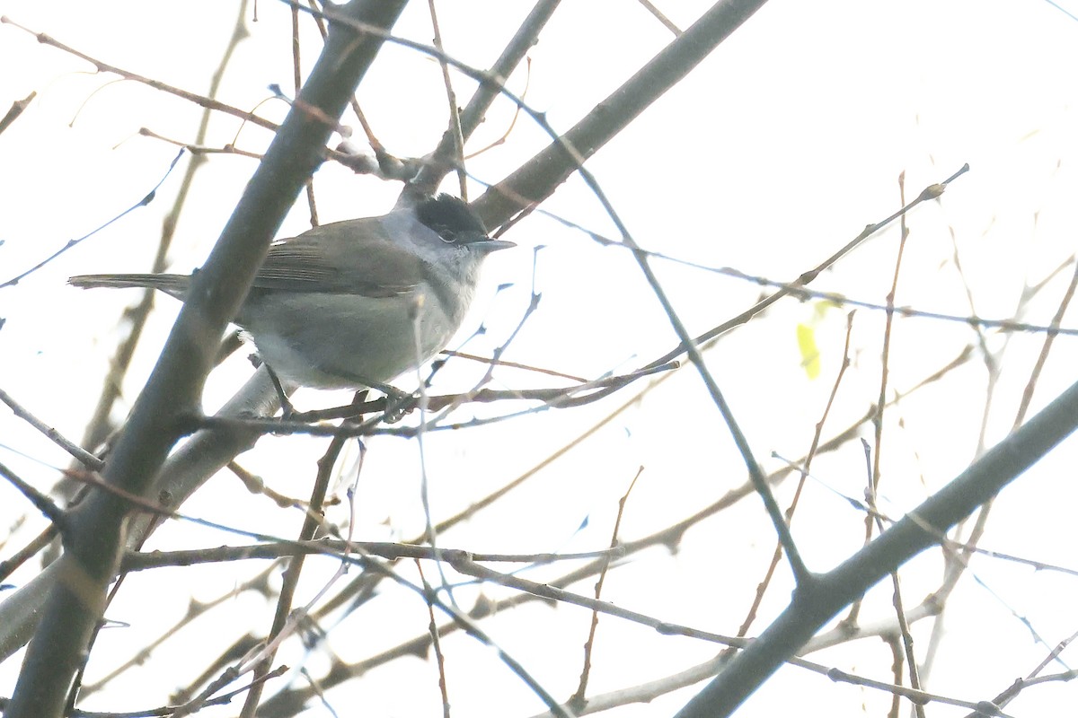Eurasian Blackcap - ML646578718