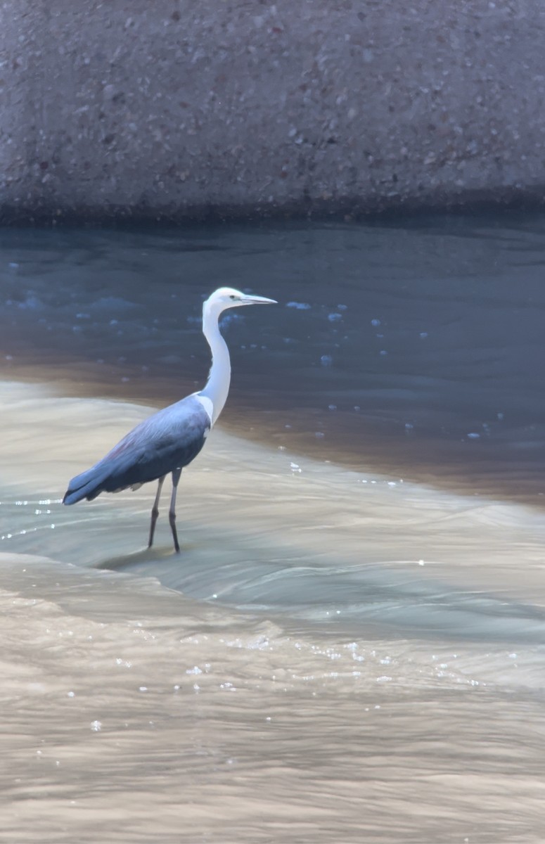 Pacific Heron - ML646578720