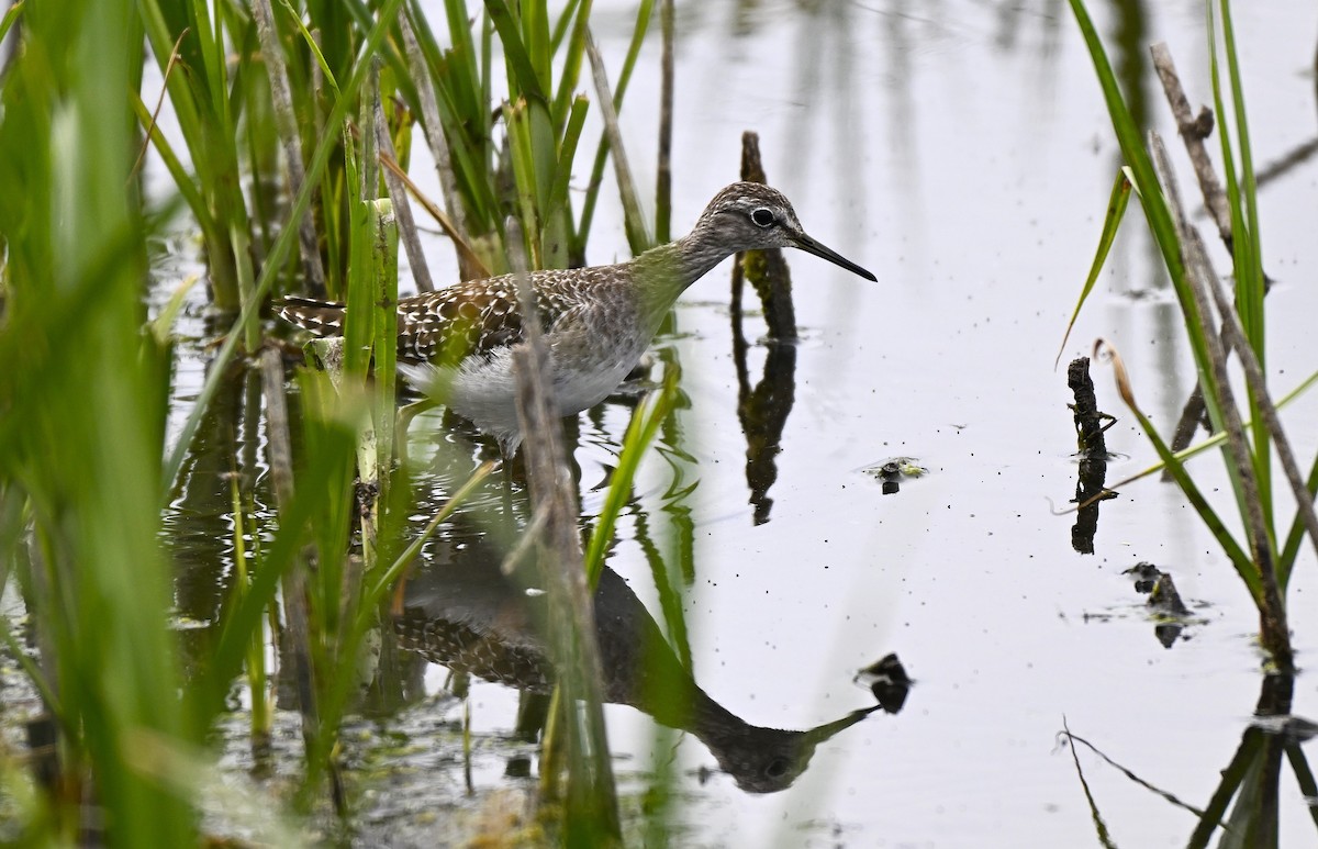 Wood Sandpiper - ML646578721