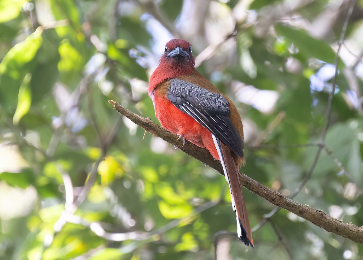 Red-headed Trogon - ML646578722