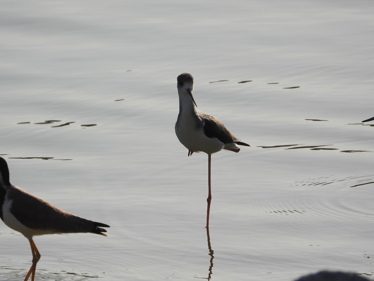 Black-winged Stilt - ML646578724