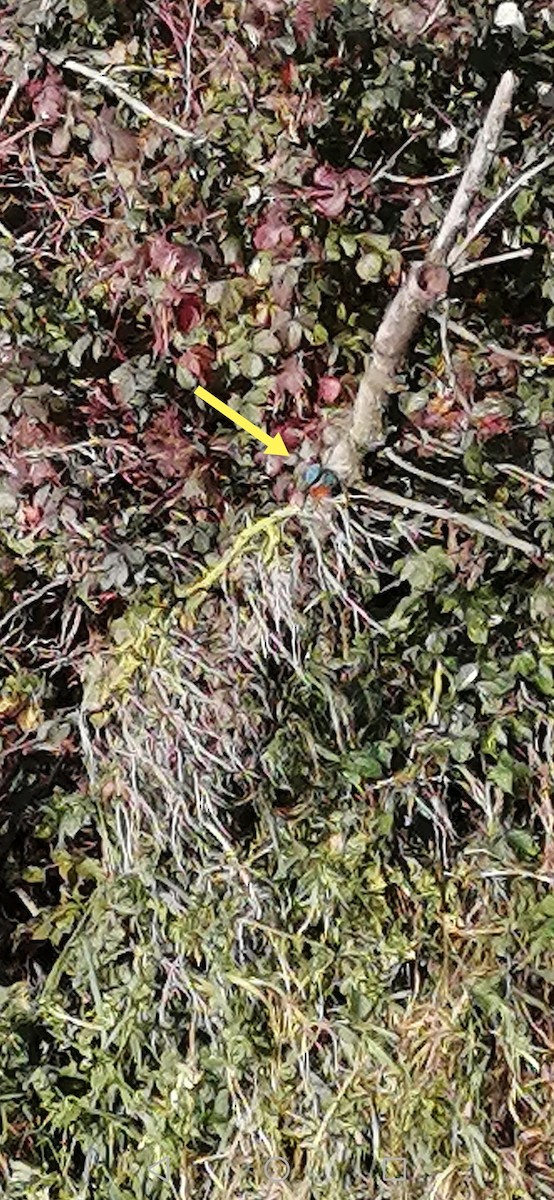 Common Kingfisher - ML646578725