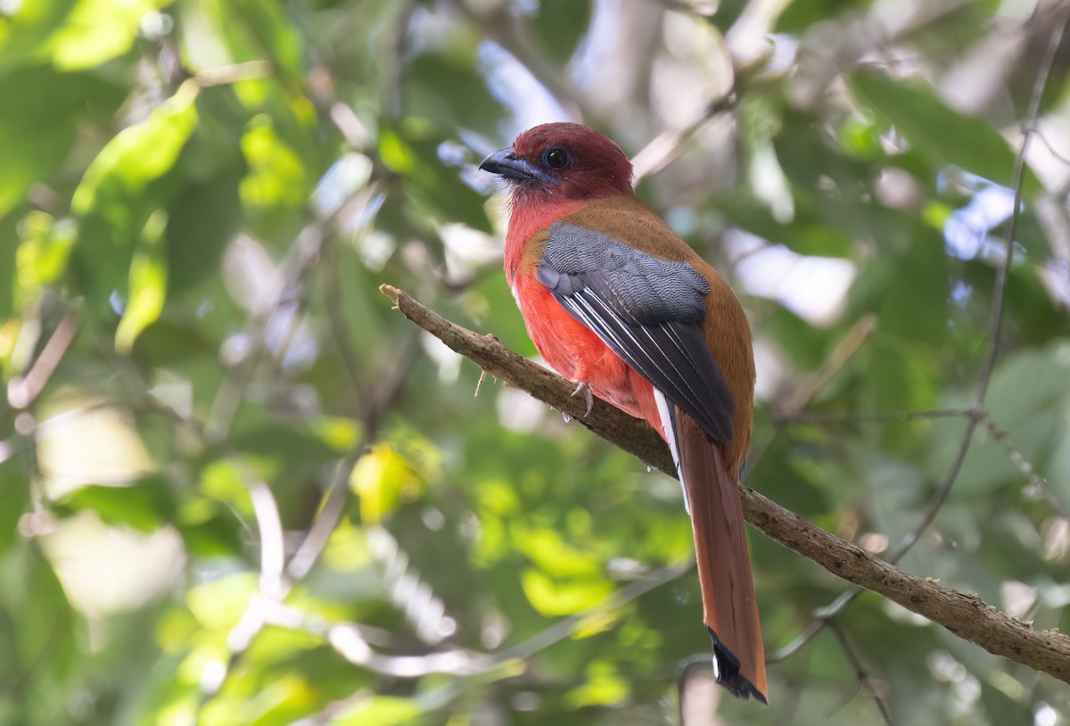 Red-headed Trogon - ML646578726