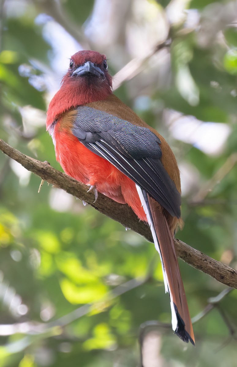 Red-headed Trogon - ML646578727