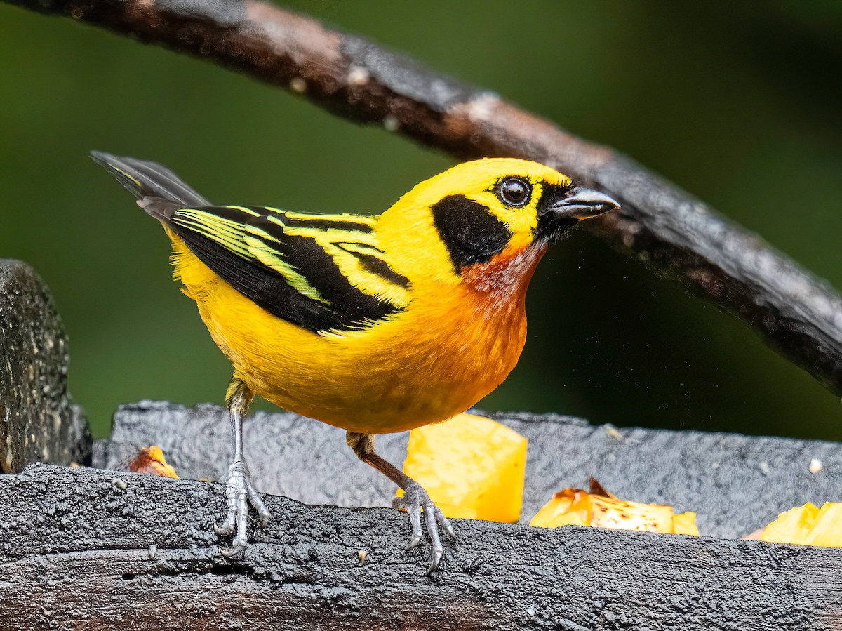 Golden Tanager - ML646578728