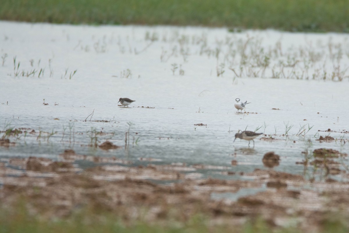 Temminck's Stint - ML646578729
