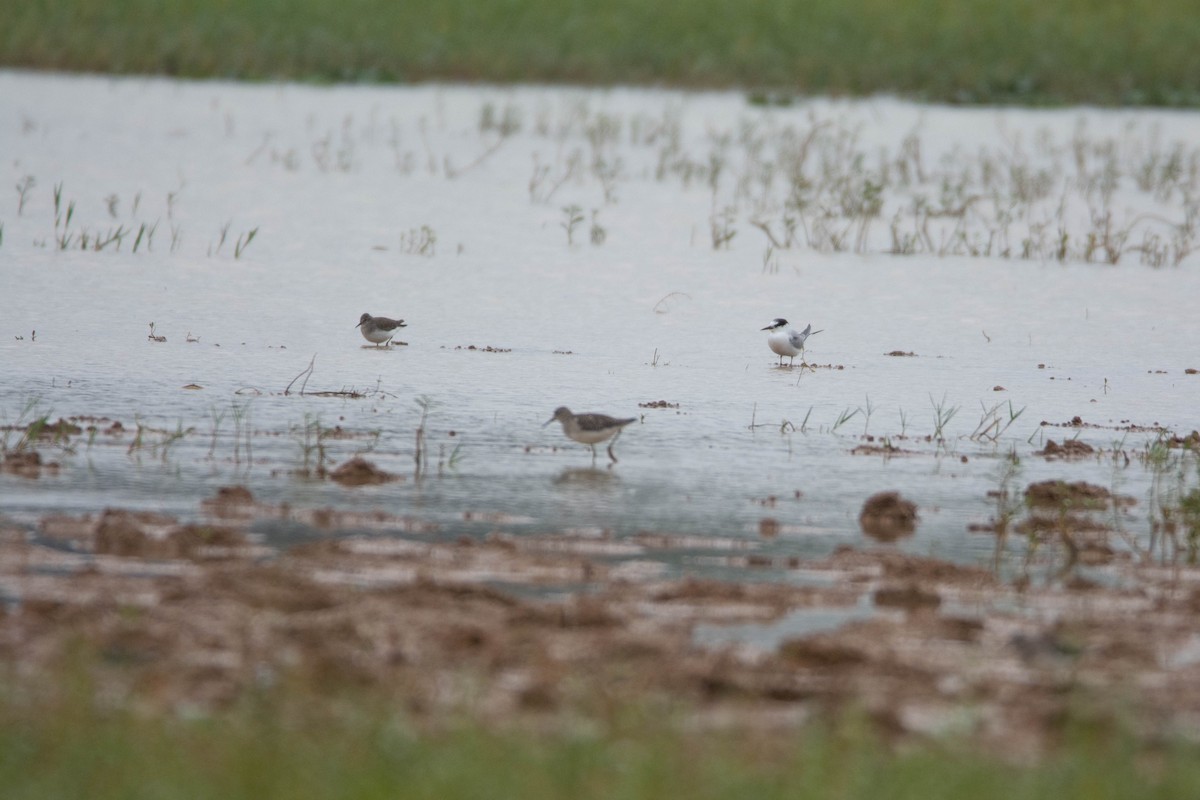 Temminck's Stint - ML646578730