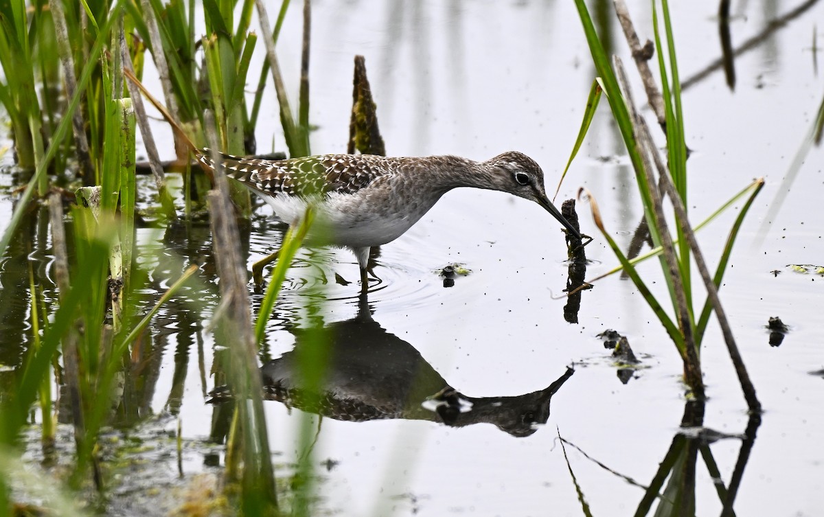 Wood Sandpiper - ML646578731