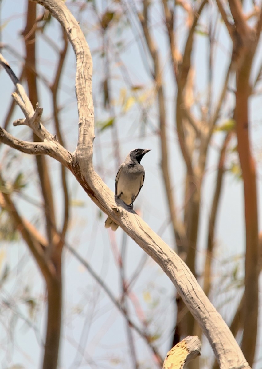 Black-faced Cuckooshrike - ML646578732