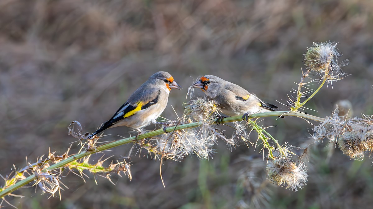 Gray-crowned Goldfinch - ML646578733