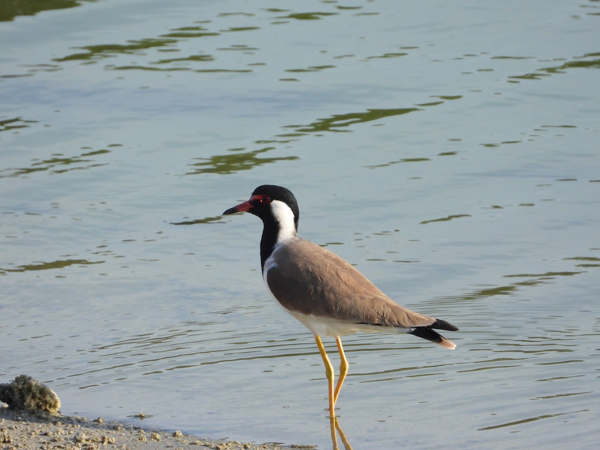 Red-wattled Lapwing - ML646578736