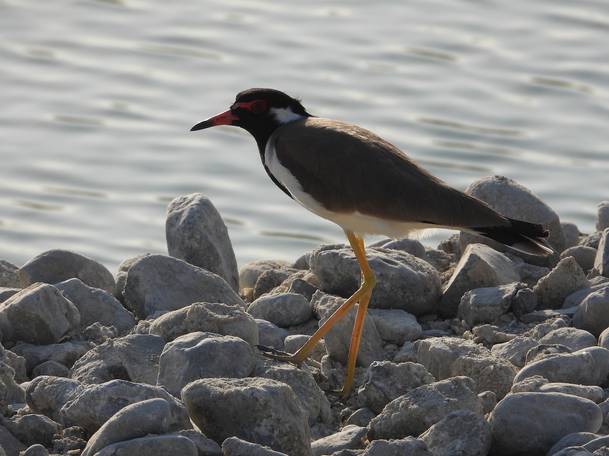 Red-wattled Lapwing - ML646578737